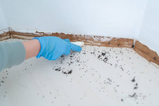 Best Bed Bug Extermination  in Sanger, TX